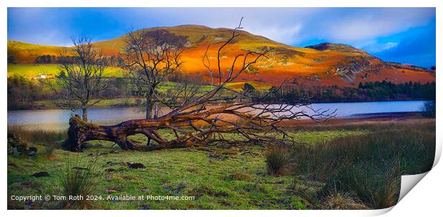 Colorful Fallen Tree by Loweswater Lake Print by Tom Roth