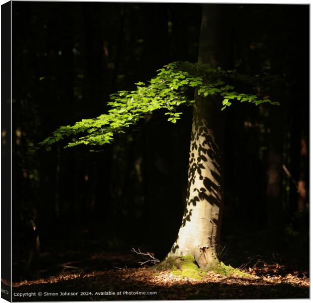 Sunlit Cotswold Woodland Canvas Print by Simon Johnson