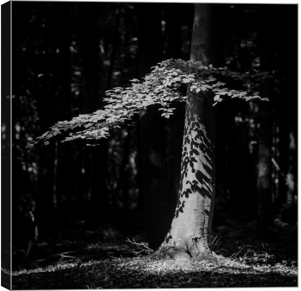 Sunlit Tree, Cotswold Woodland, Black and White Landscape Canvas Print by Simon Johnson