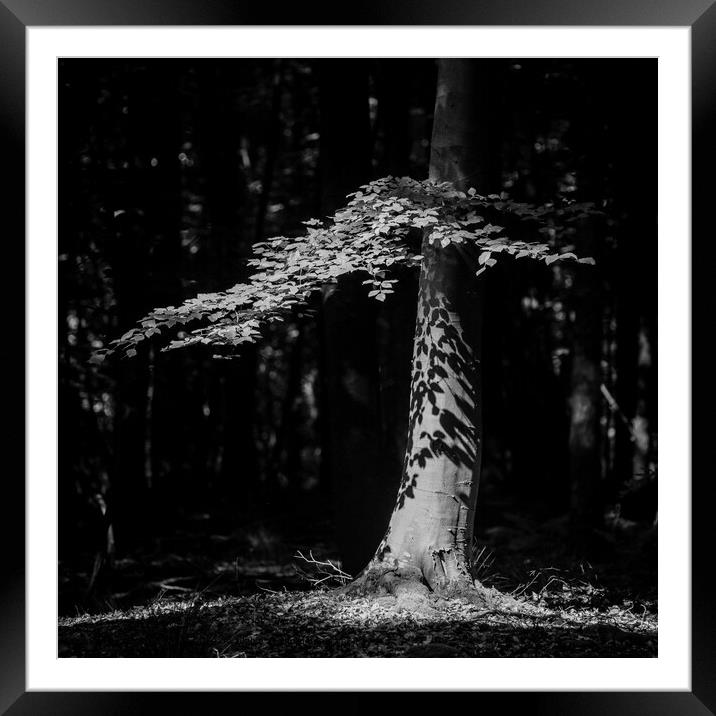 Sunlit Tree, Cotswold Woodland, Black and White Landscape Framed Mounted Print by Simon Johnson