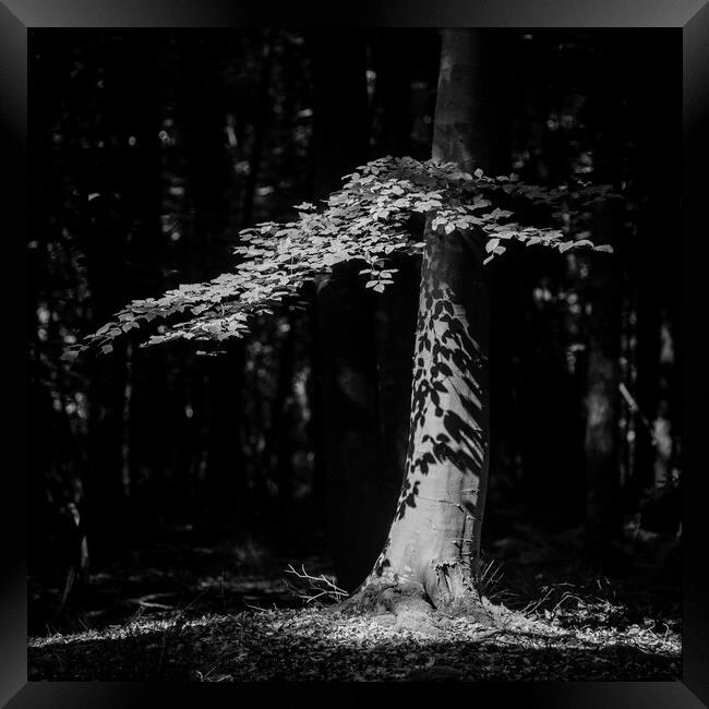 Sunlit Tree, Cotswold Woodland, Black and White Landscape Framed Print by Simon Johnson