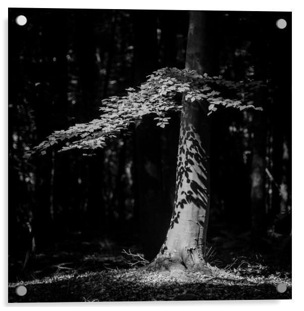 Sunlit Tree, Cotswold Woodland, Black and White Landscape Acrylic by Simon Johnson