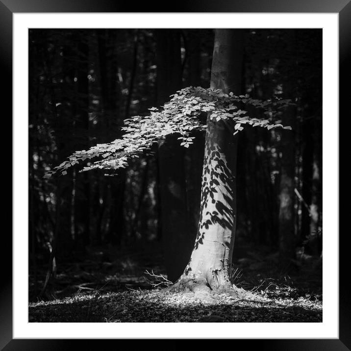 sunlit tree and Leaves, Cotswold woodland Gloucestershire  UK Framed Mounted Print by Simon Johnson