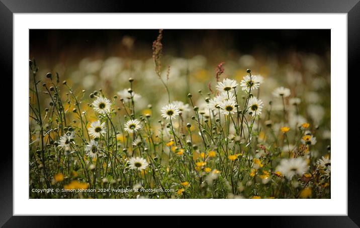 Sunlit Daisy Flowers Cotswolds Framed Mounted Print by Simon Johnson