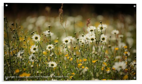 Sunlit Daisy Flowers Cotswolds Acrylic by Simon Johnson