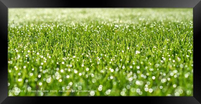 dew drops on grass Framed Print by Simon Annable