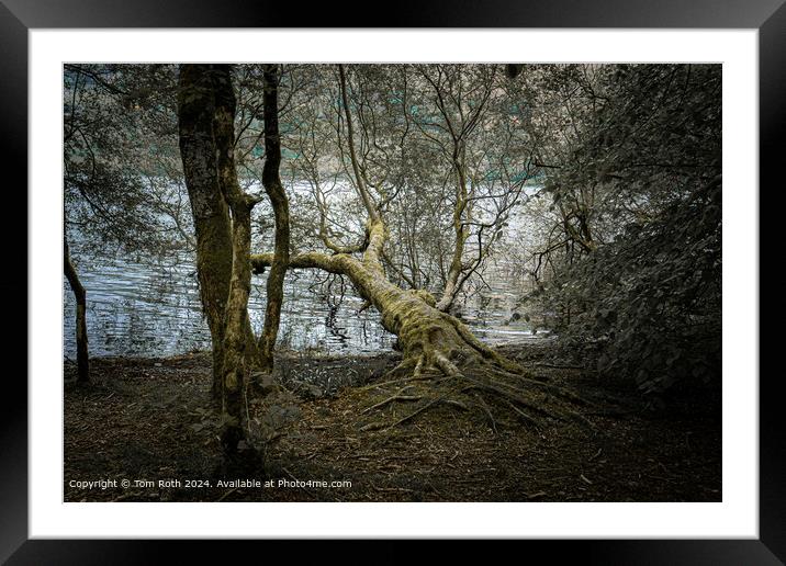 Atmospheric Fallen Tree Nature Framed Mounted Print by Tom Roth
