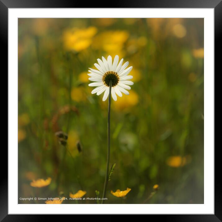 sunlit daisy flower with a soft focus Cotswolds Gloucestershire  Framed Mounted Print by Simon Johnson