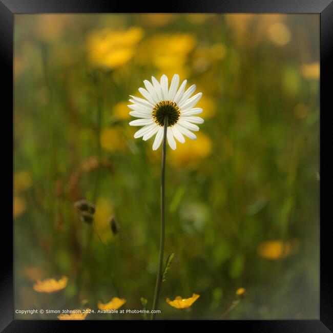 sunlit daisy flower with a soft focus Cotswolds Gloucestershire  Framed Print by Simon Johnson