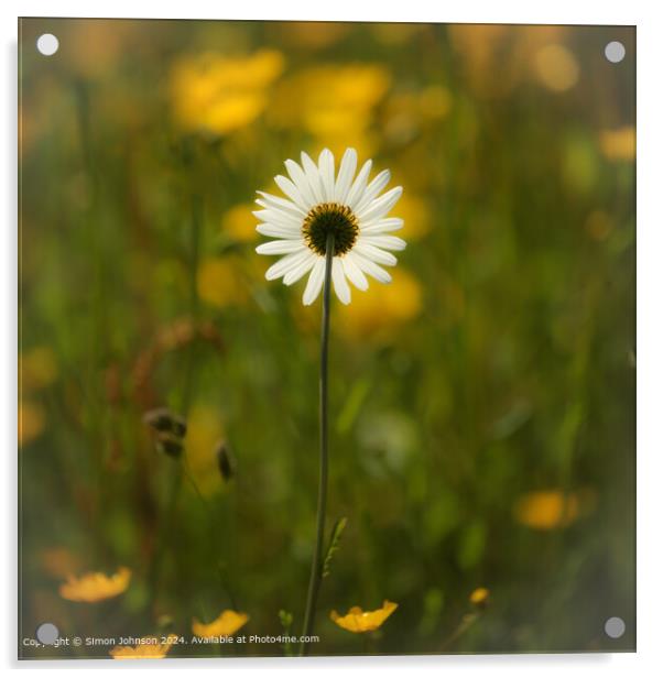 sunlit daisy flower with a soft focus Cotswolds Gloucestershire  Acrylic by Simon Johnson