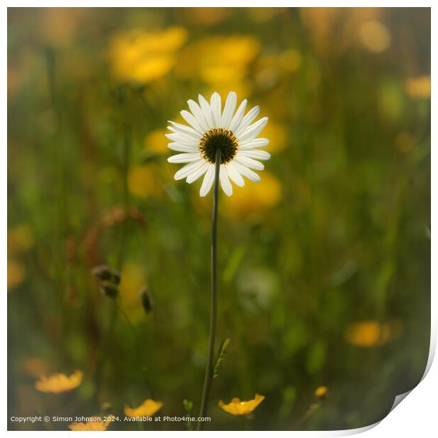 sunlit daisy flower with a soft focus Cotswolds Gloucestershire  Print by Simon Johnson