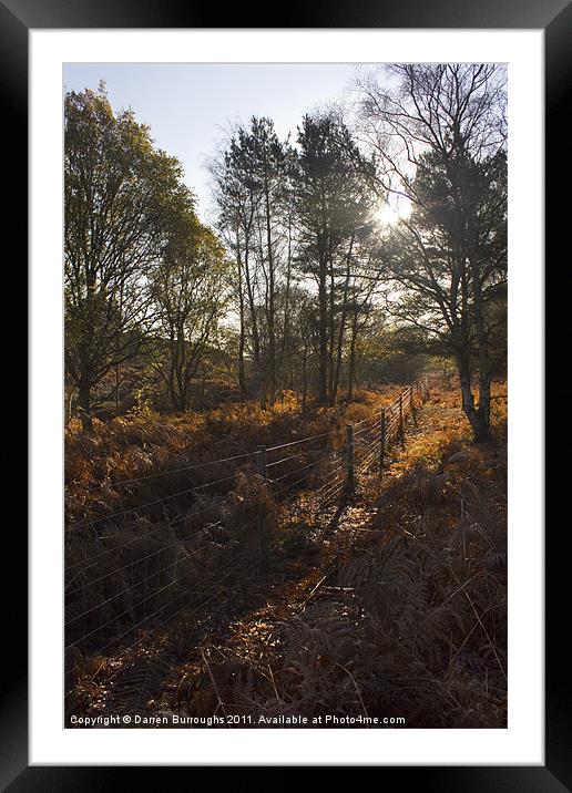 Dunwich Heath Woodland Scene Framed Mounted Print by Darren Burroughs