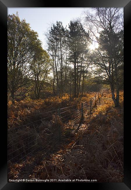 Dunwich Heath Woodland Scene Framed Print by Darren Burroughs
