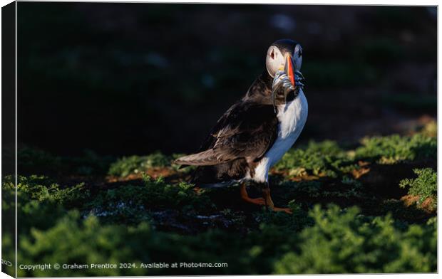 Atlantic puffin (Fratercula arctica) with sand eels Canvas Print by Graham Prentice