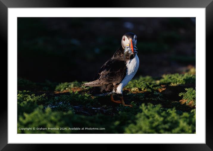 Atlantic puffin (Fratercula arctica) with sand eels Framed Mounted Print by Graham Prentice