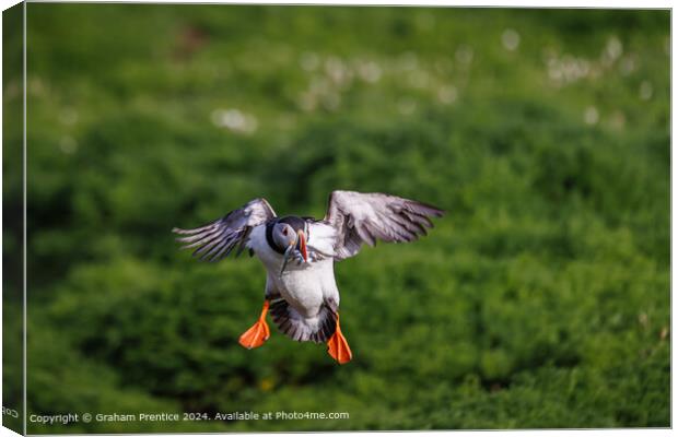 Colourful Atlantic Puffin Landing Canvas Print by Graham Prentice