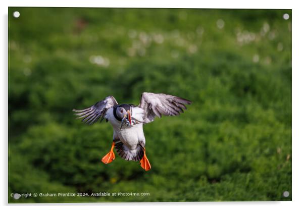 Colourful Atlantic Puffin Landing Acrylic by Graham Prentice
