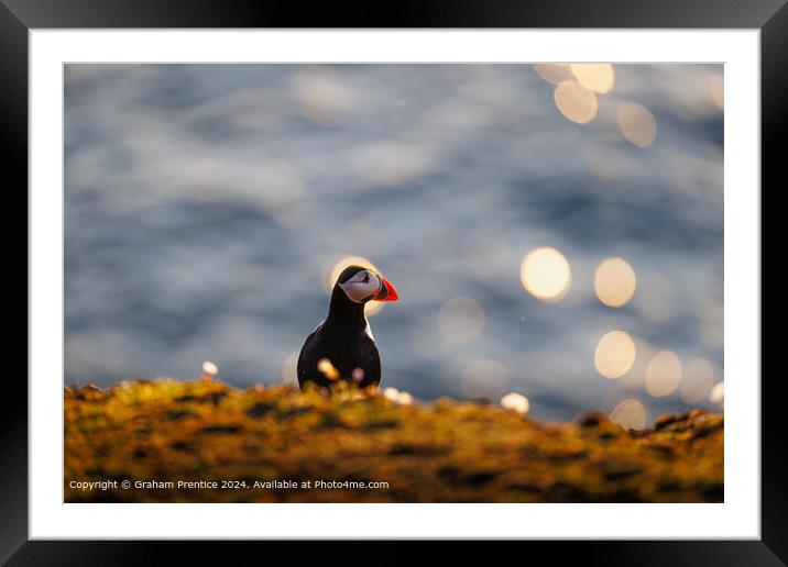 Puffin at Sunset by the Sea Framed Mounted Print by Graham Prentice