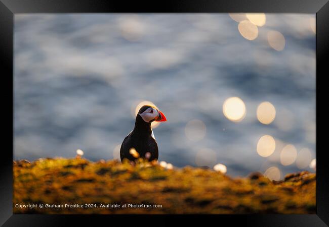 Puffin at Sunset by the Sea Framed Print by Graham Prentice