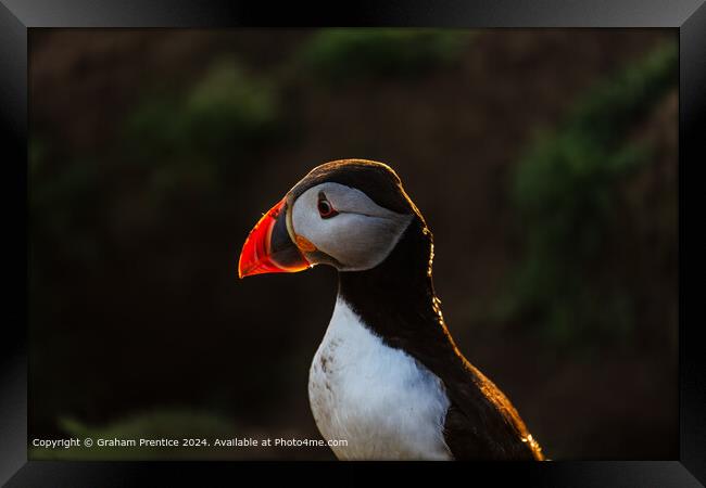 Colourful Backlit Atlantic Puffin Framed Print by Graham Prentice