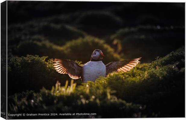 Backlit Atlantic Puffin Wings Canvas Print by Graham Prentice