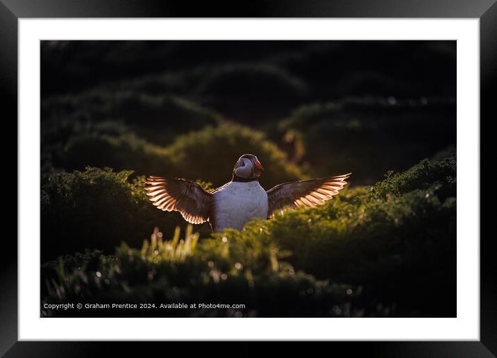 Backlit Atlantic Puffin Wings Framed Mounted Print by Graham Prentice