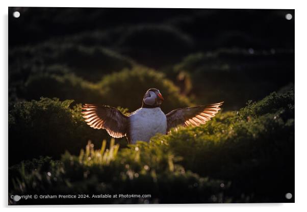 Backlit Atlantic Puffin Wings Acrylic by Graham Prentice