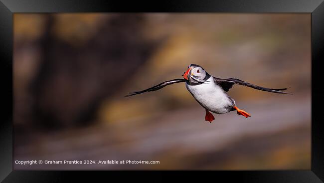 Skomer Atlantic Puffin Flight Framed Print by Graham Prentice