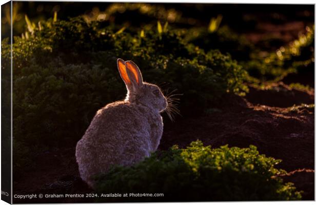 Skomer Rabbit Backlit Canvas Print by Graham Prentice