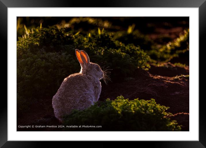 Skomer Rabbit Backlit Framed Mounted Print by Graham Prentice