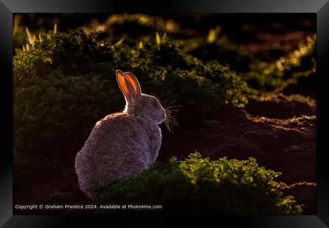 Skomer Rabbit Backlit Framed Print by Graham Prentice