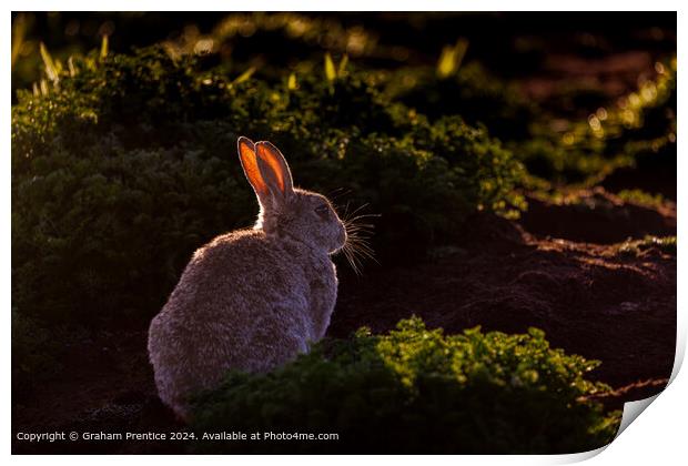 Skomer Rabbit Backlit Print by Graham Prentice