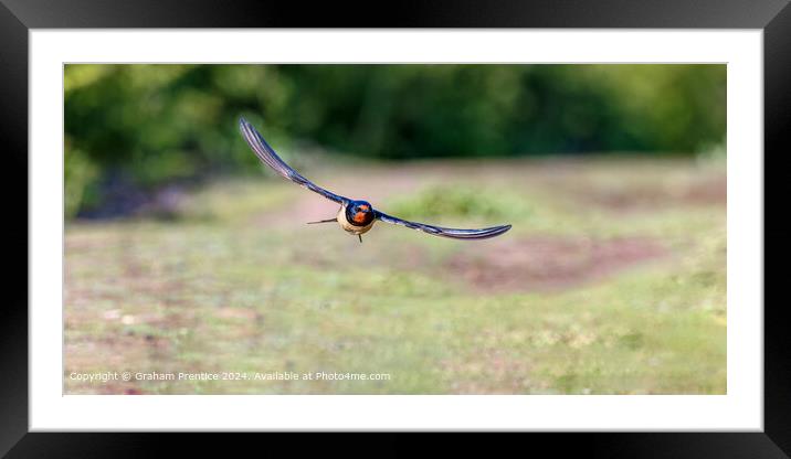 Swallow in Flight Skomer Framed Mounted Print by Graham Prentice