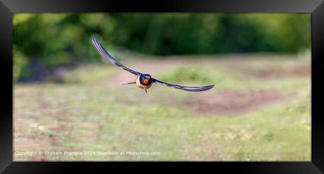 Swallow in Flight Skomer Framed Print by Graham Prentice