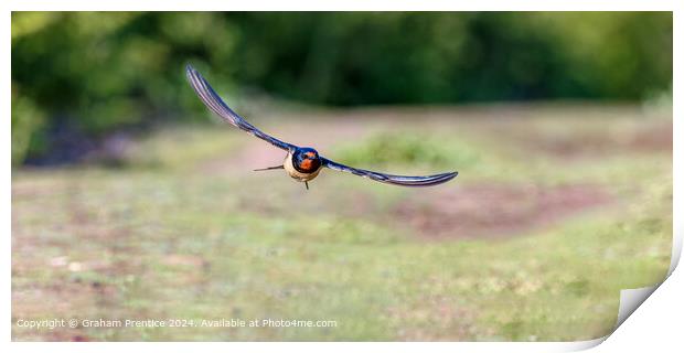 Swallow in Flight Skomer Print by Graham Prentice