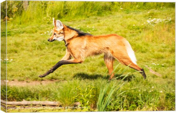 Maned Wolf Running through the grass Canvas Print by Holly Burgess
