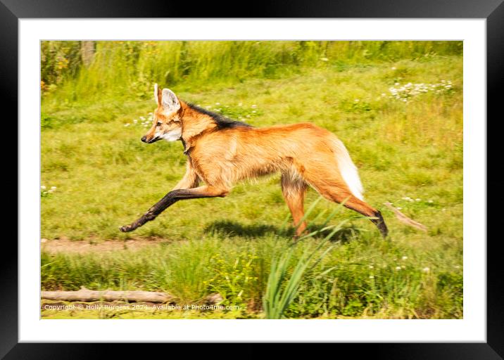 Maned Wolf Running through the grass Framed Mounted Print by Holly Burgess