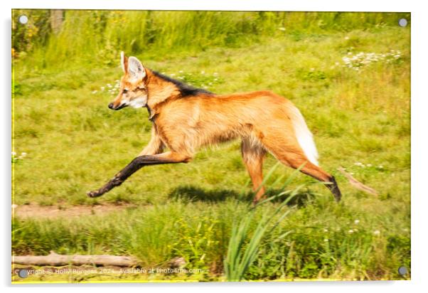 Maned Wolf Running through the grass Acrylic by Holly Burgess