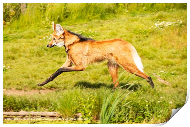 Maned Wolf Running through the grass Print by Holly Burgess