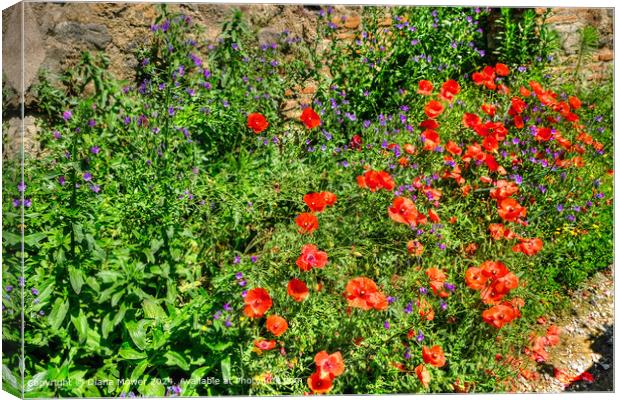 Poppies, and Vipers Bugloss,   Canvas Print by Diana Mower