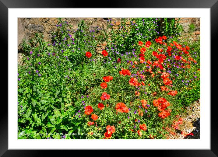 Poppies, and Vipers Bugloss,   Framed Mounted Print by Diana Mower