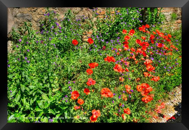 Poppies, and Vipers Bugloss,   Framed Print by Diana Mower