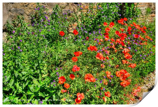 Poppies, and Vipers Bugloss,   Print by Diana Mower