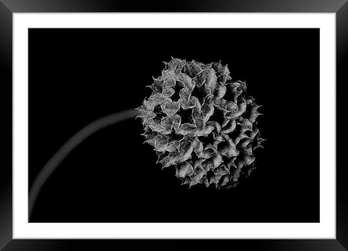 Flower Seed Head Framed Mounted Print by Karl Thompson