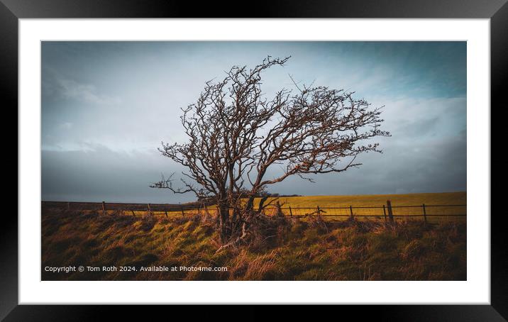 Solitary Tree in Ravenglass Framed Mounted Print by Tom Roth