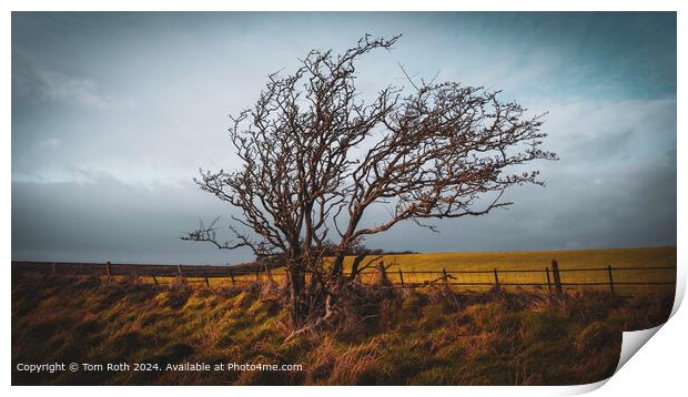 Solitary Tree in Ravenglass Print by Tom Roth