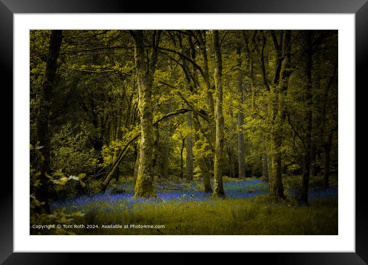 Bluebells Woodland Landscape Framed Mounted Print by Tom Roth