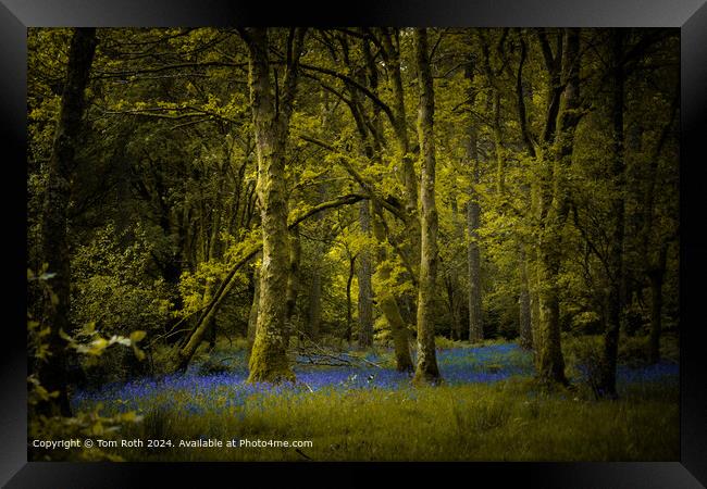 Bluebells Woodland Landscape Framed Print by Tom Roth