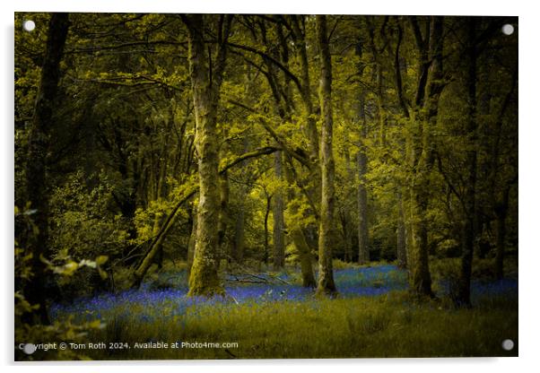Bluebells Woodland Landscape Acrylic by Tom Roth