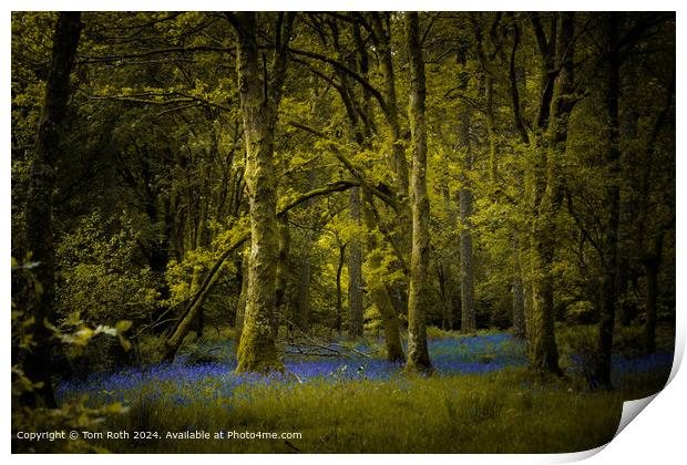Bluebells Woodland Landscape Print by Tom Roth
